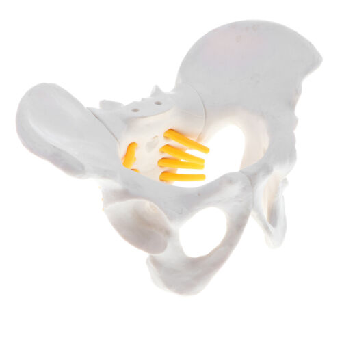 Verkleinerung 3D Menschliche Weibliches Becken Skelett Modell für Biologie 