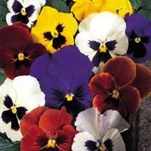 Swiss Giants Mixed Pansy 200 Seeds