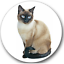 Siamese Cat Sticker Seals No.510 12 round stickers vet nurse stickers 