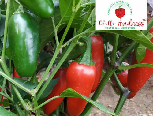 Jalapeno El Jefe Early Producing chilli Sustainably Grown in Australia 10 Seeds 