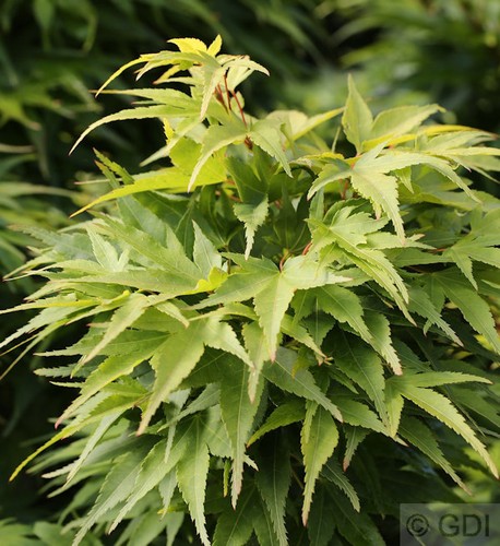 Compartiments d/'érable Mikawa yatsubusa 40-60 cm-ACER PALMATUM