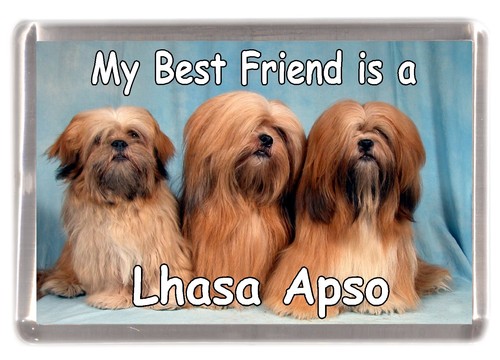 Lhasa Apso Dog Fridge Magnet /"My Best Friend is a Lhasa Apso/" by Starprint