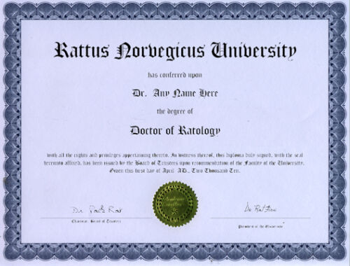 Doctor Ratology Novelty Diploma Gag Gift white Rat Rats 