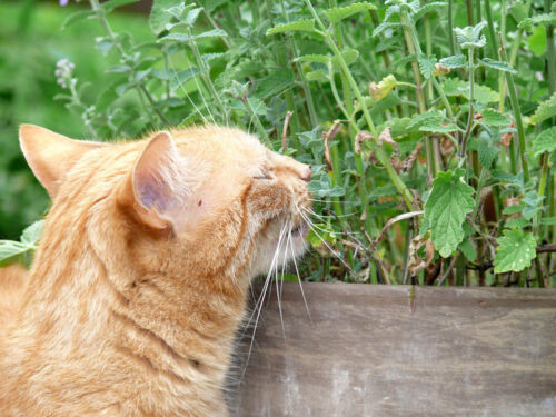 Aromatiques florissante parfumée plantes jardin d'hiver Appartement chats-Menthe Graines 