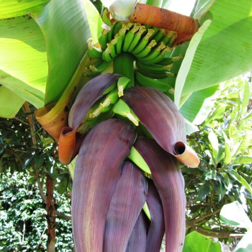 Musa Raja Puri RARE Winter Hard Fruit Banana Plant 