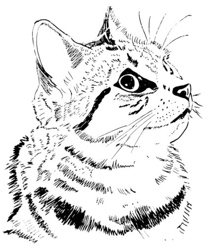 Unmounted rubber stamp Friendly Cat