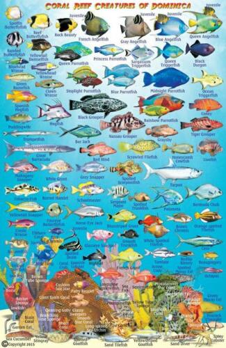 Dominica Dive Map /& Coral Reef Creatures Guide Franko Maps Laminated Fish Card