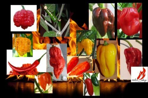 Mix 100 Seeds Blocks Spicy Guide Habanero Pepper Scorpion Free