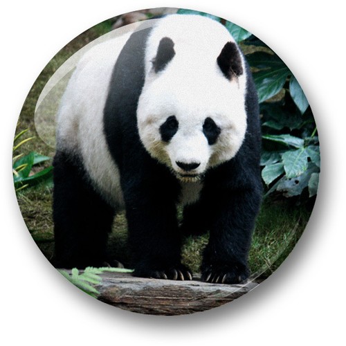 Panda fans 38mm badges and Fridge Magnet collection personalised wildlife