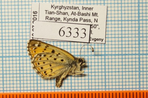 Polycaena tamerlana timur 18m Riodinidae !PRICE FOR EACH!