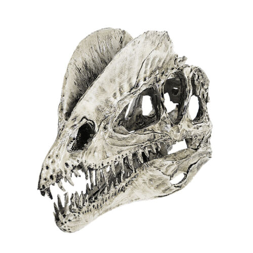 Dinosaur Dilophosaurus Skull Resin Fossil Model Collectibles Home Bar White