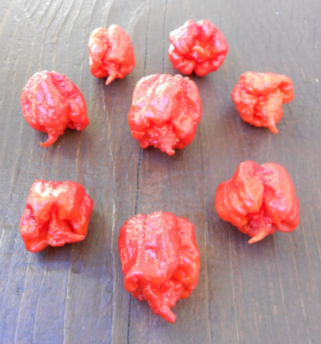 7 pot primo red 5 graines trinidad scorpion Chili Graines-xxl Hot-extrêmement sévèrement 