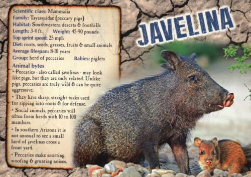 Animal Information Postcard Mammal in Southwestern Desert etc. Javelina Info