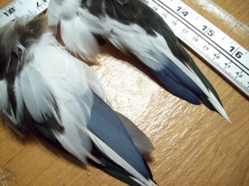 SHOVELER DRAKE WHT-BLK-BLUE MATCHING L/&R WING COVERT PLUCKS A+FLY TYING FEATHERS