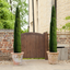 Pair of Italian Cypress Trees 100 cm Tall Ornamental Evergreen Shrubs