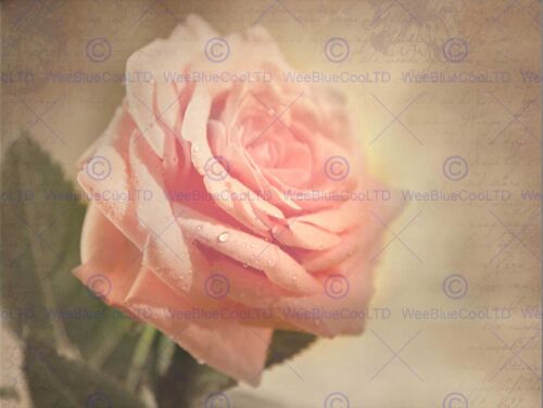 PINK ROSE SEPIA GRUNGE PHOTO ART PRINT POSTER PICTURE BMP1301B 