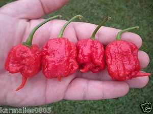 (10) CAROLINA REAPER PEPPER SEEDS *