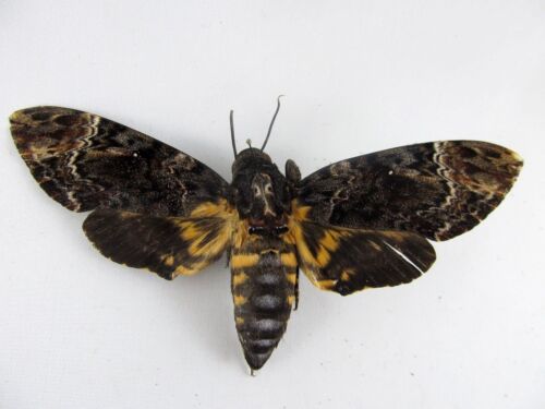 Acherontia lachesis Taxidermy REAL Dead Head Moth FOLDED Butterfly A-