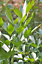 100//1000 Seeds Lovage Levisticum Officinalis Herb Aromatic Perennial Salad