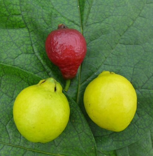 Guavenbaum-Psidium-guajava-Guave-rossa-rosa-Erdbeerguave-ca-160-180-cm