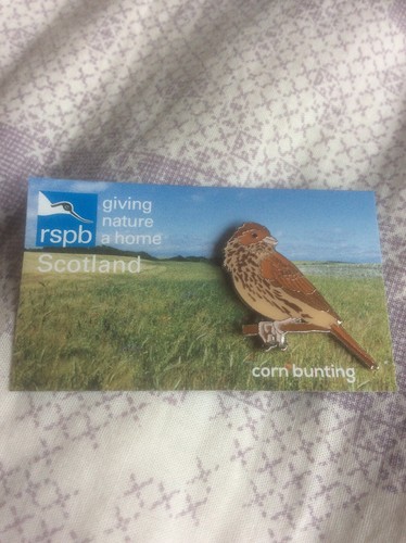 RSPB Pin Badge Corn Bunting Scotland