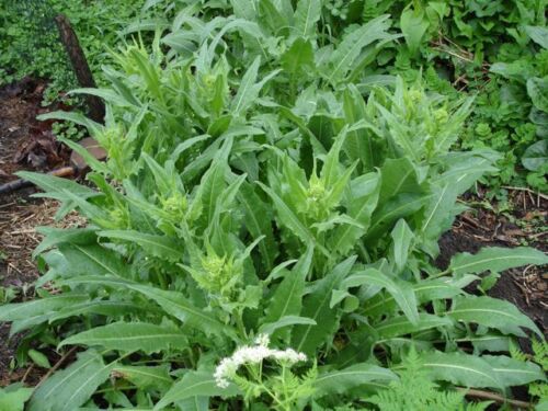 50 Graines Bio Bunias d’Orient 'Bunias orientalis' Organic Turkish Rocket seeds 