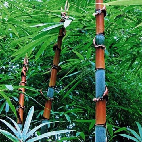 100Pcs Phyllostachys Pubescens Moso-Bamboo Seeds Garden Plants Tinwa Z6E8 S3R0