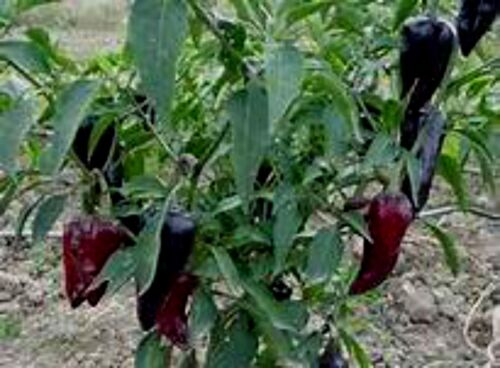 Poblano Pepper Seeds Popular pepper for many dishes !SEE OUR STORE COMB S/H! 