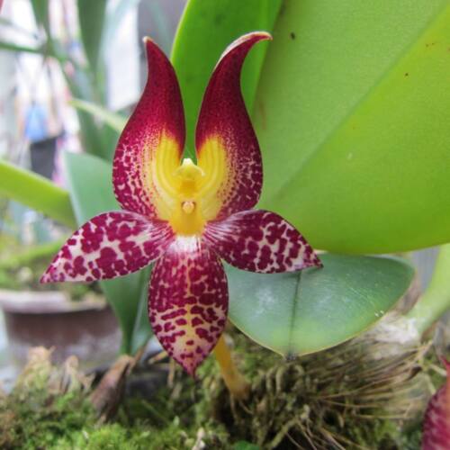 Bulbophyllum macranthum orchid species plant BLOOM SIZE Thailand CITES PHYTO 