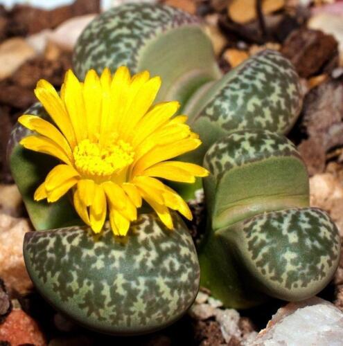 rare mesembs exotic succulent living stones cactus 50 SEEDS Lithops Naureeniae 
