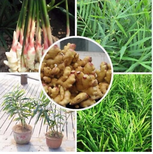 100 PCS Seeds Perennial Ginger Bonsai Chinese Zingiber Officinale Vegetable Rare