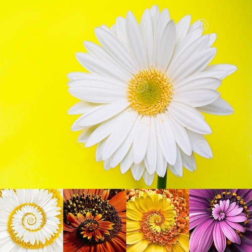 30 stücke Daisy Seeds Bonsai Seltene Blumensamen Bellis Perennis BT7E 01