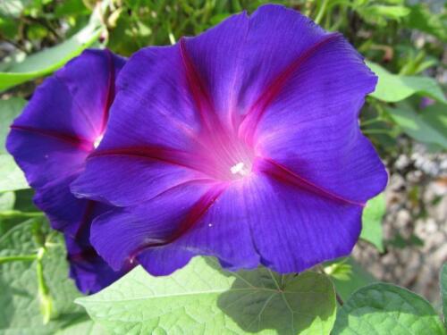 Ipomea Nil Purple Morning Glory Ipomoea Seeds USA Import 