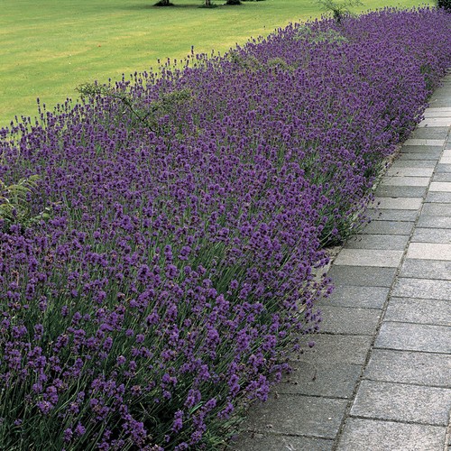 Lavender angustifolia Munstead 5 x 9cm plants
