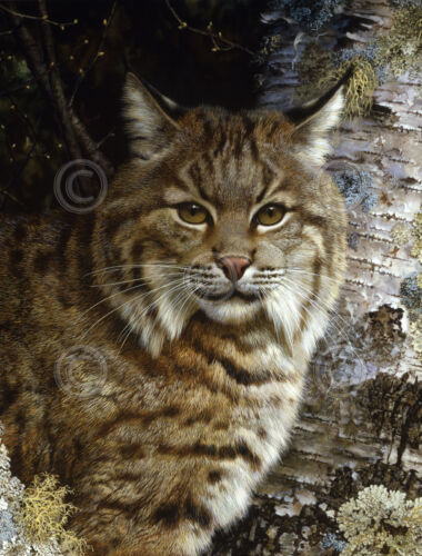 by Carl Brenders Bobcat Poster 20x26 WILDLIFE ART PRINT Forest Sentinel detail