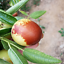 Organic Ziziphus Jujube Bonsai Sweet Healthy Red Plant 10 Pcs Seeds Fruit Garden