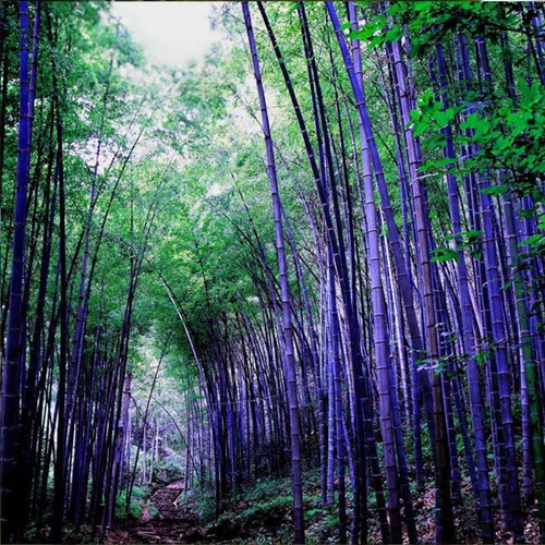 100Pcs Colorful Phyllostachys Pubescens Moso-Bamboo Seeds Garden Plants Code