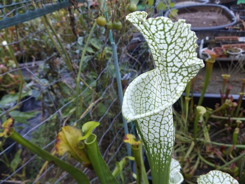 Hurricane creek white Al sarracenia carnivorous plant clone B Baldwin cty