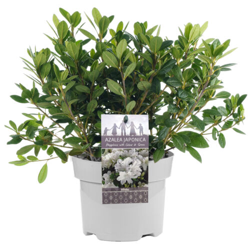 Azalea japonica White Colourful Evergreen Outdoor Garden Shrub Plant In 2L Pot 