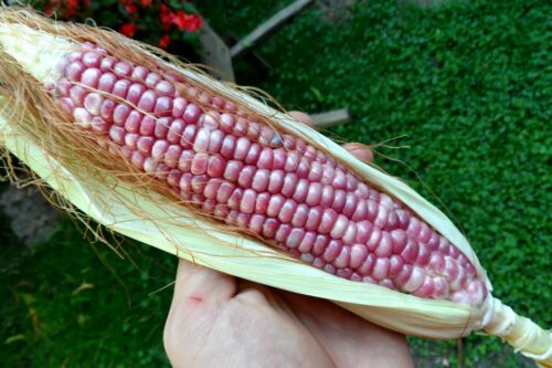 NON-GMO EXTRA RARE Hopi Purple Corn ~30 Top Quality Seeds Unique Colour 