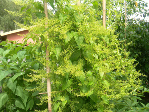 Caucasian Spinach Hablitzia tamnoides "Georgian wild variety"– 100 fresh seeds