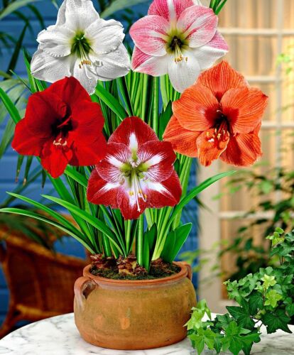 100Pcs Amaryllis Flower Seeds Hippeastrum Beautiful Plants Decor for Garden Home 