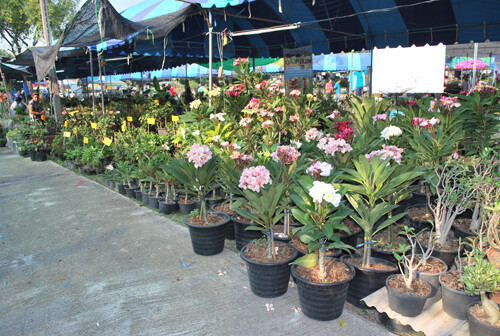 /"VILAWAN II/" FRAGRANT Plumeria Cutting Healthy Plant Fresh 7-12 INCH+ROOTED