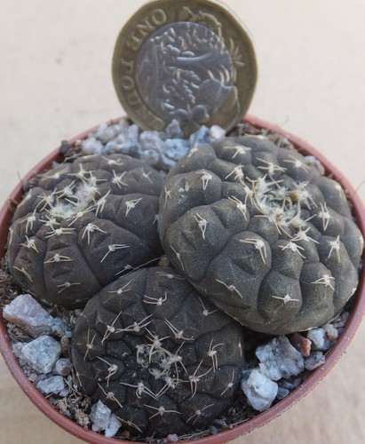 Gymnocalycium ragonesei 5.5cm Pentola contenente 3 selezionare le piante DI CACTUS Scelta