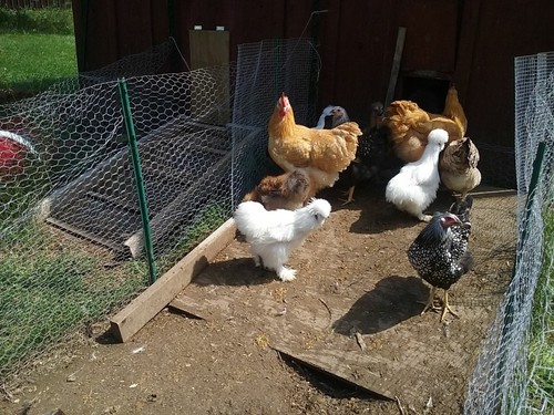 Assorted Barnyard mix Fertile Chicken Hatching Eggs One Dozen