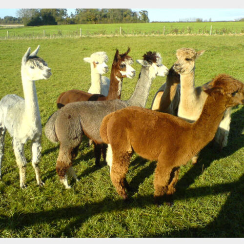 Alpaca PIERNAS Y Cuello De Polar 100/% Para Spinning O fieltrar mezcla 1kg