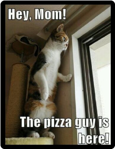 Funny Cat Humor The Pizza Boy Is Here Refrigerator Magnet