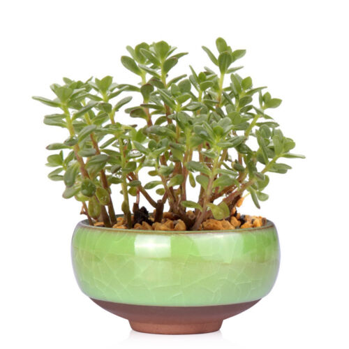 Lovely Mini Ice-Crack Glaze Flower Ceramics Succulent Plant Pot Flowerpot Decor 