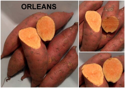 1 TUBER ipomoea sweet potato batatas MOLOKAI PURPLE ORANGE WHITE CREAM ROSE