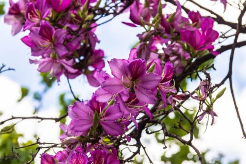 La hermosa escarlatas orchideenbaum es una locura-esplendor!